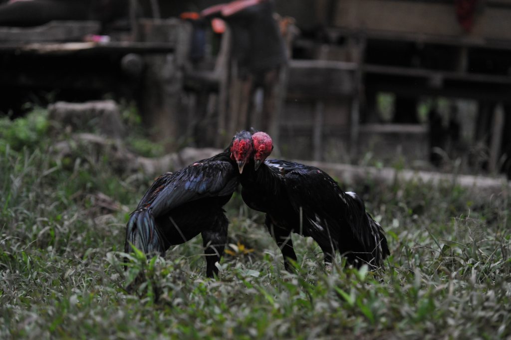 A la rencontre des Hommes Fleurs : Notre aventure chez l'une des dernières Tribus du monde, au coeur de Sumatra. eri 6744