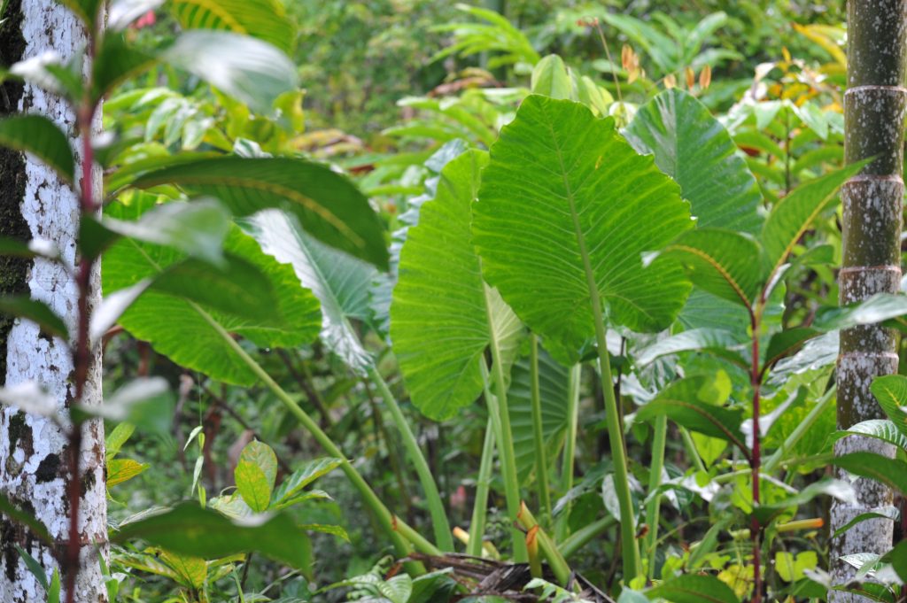 A la rencontre des Hommes Fleurs : Notre aventure chez l'une des dernières Tribus du monde, au coeur de Sumatra. eri 7049