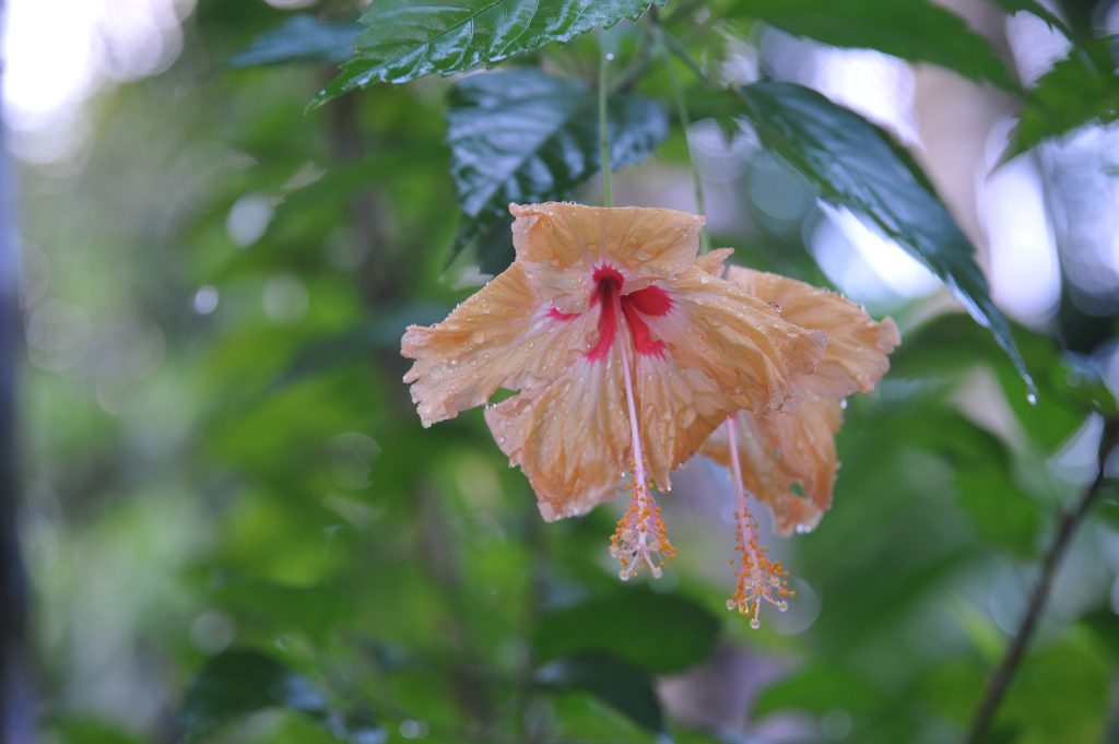 A la rencontre des Hommes Fleurs : Notre aventure chez l'une des dernières Tribus du monde, au coeur de Sumatra. eri 7055
